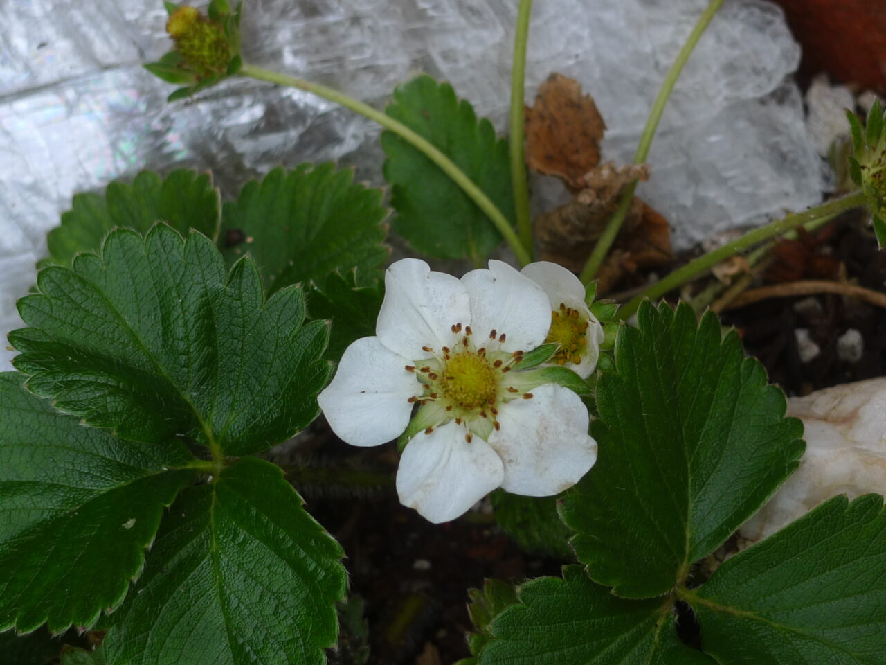 Acupuncture for Postpartum Depression A Case Study San Diego